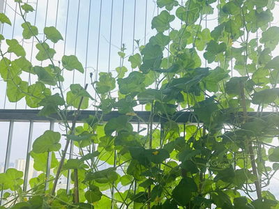 Dong Phat Park View Tower, Vietnam Dong Phat Park View Tower, Vietnam