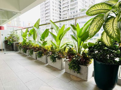 GoldSeason, Vietnam GoldSeason, Vietnam