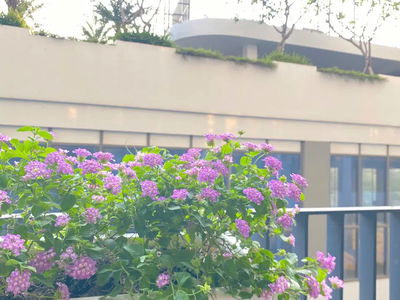 Lavida Plus, Vietnam  Lavida Plus, Vietnam