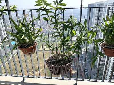 - Vinhomes Smart City, Vietnam - Vinhomes Smart City, Vietnam