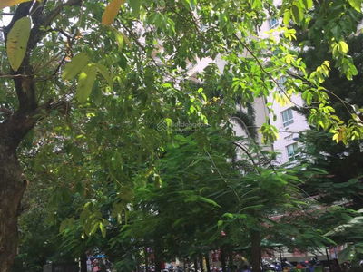 Conic Southeast Asia, Vietnam Conic Southeast Asia, Vietnam