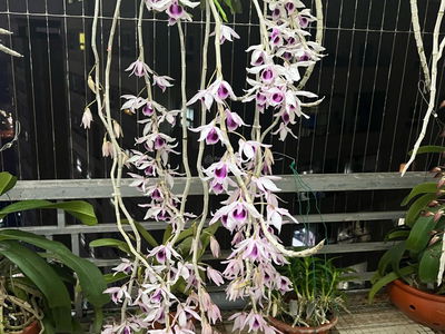 Truong Dinh Complex Project, Vietnam Truong Dinh Complex Project, Vietnam