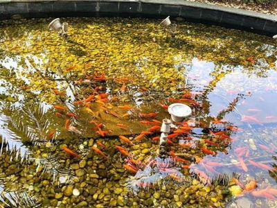 Ecolife Capitol Project, Vietnam Ecolife Capitol Project, Vietnam