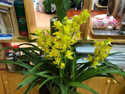 Logement dans Hanoi, Vietnam  Logement dans Hanoi, Vietnam