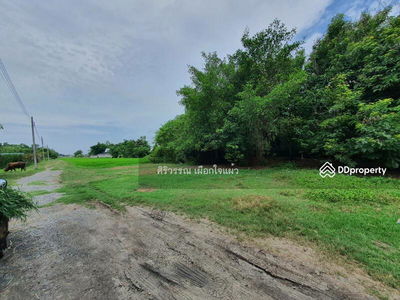 Empty land for rent, area 4, 8 rai, Suwinthawong 90, joint development, Nong Chok, can do agriculture, Bangkok, Thailand Empty land for rent, area 4, 8 rai, Suwinthawong 90, joint development, Nong Chok, can do agriculture, Bangkok, Thailand