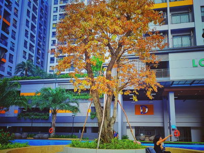 Lovera Vista, Vietnam Lovera Vista, Vietnam