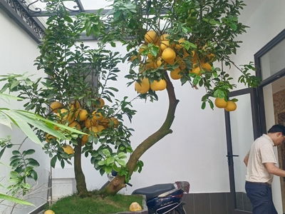 Xuân Phương Garden, Vietnam Xuân Phương Garden, Vietnam