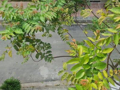 Alojamiento en Hanoi, Vietnam Alojamiento en Hanoi, Vietnam